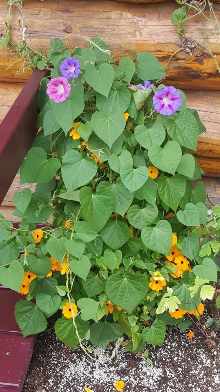 Talkeetna Fireweed Cabins 外观 照片